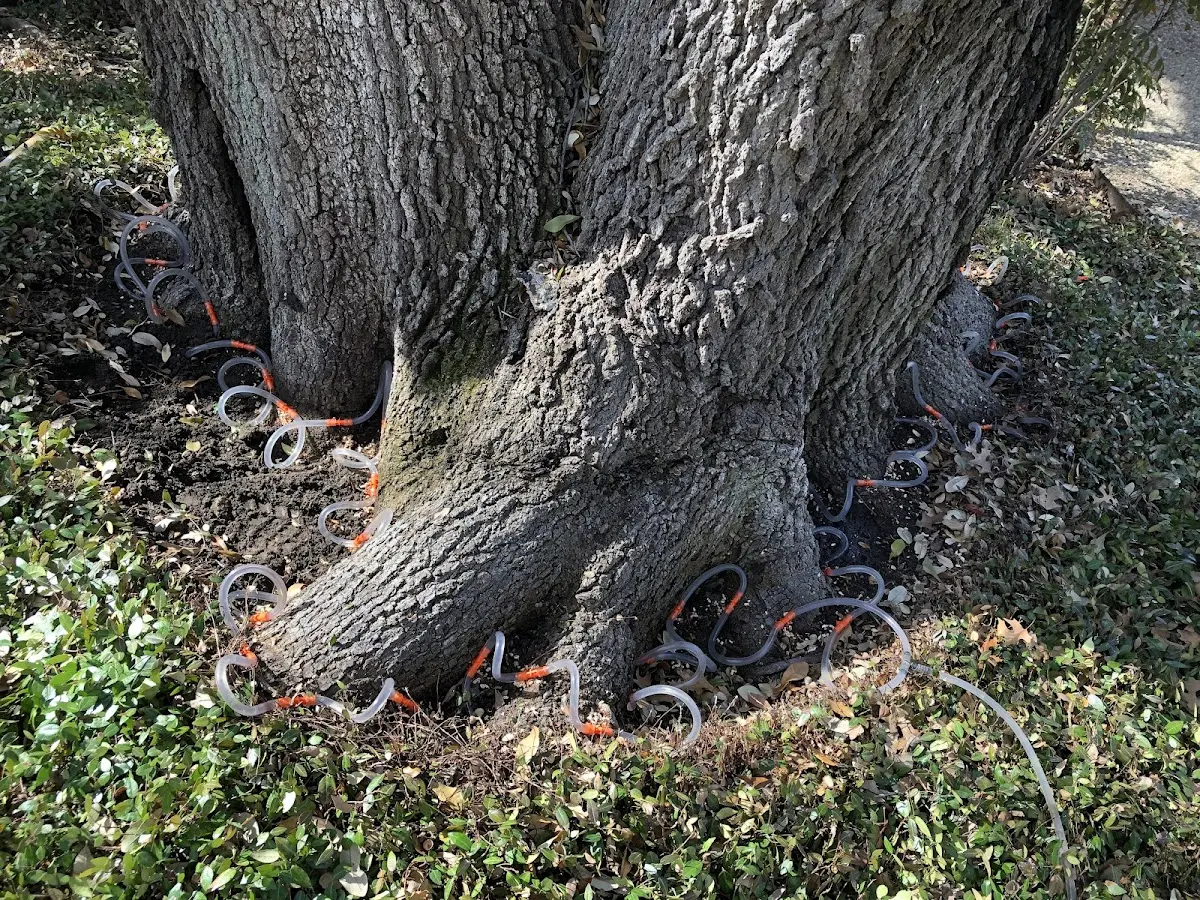 Detailed Tree Cabling and Bracing job site in Saluda